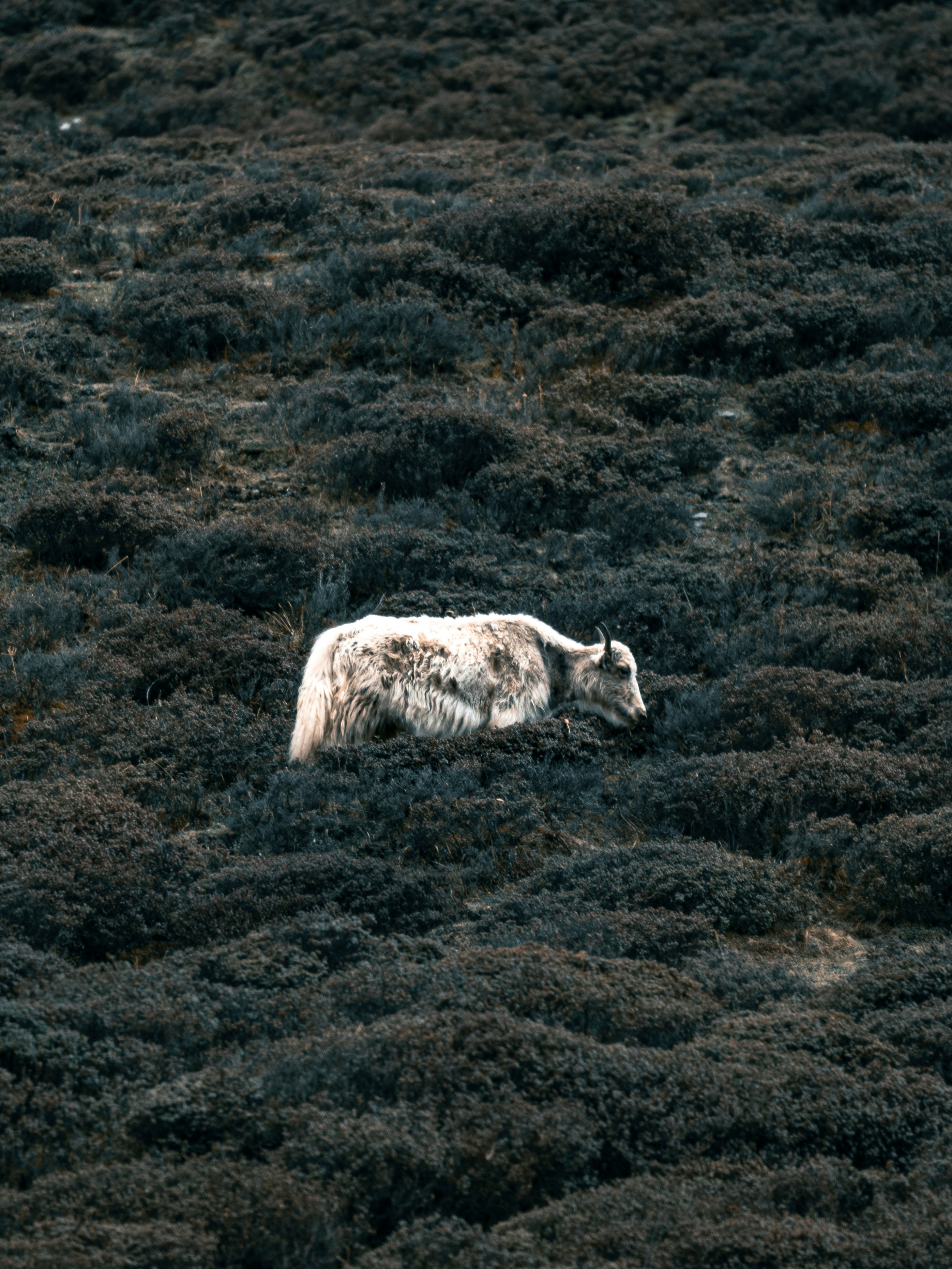 white and brown cow on brown field